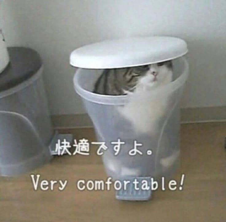 meme kucing tentang kenyamanan