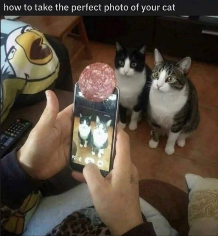 meme fotoin kucing