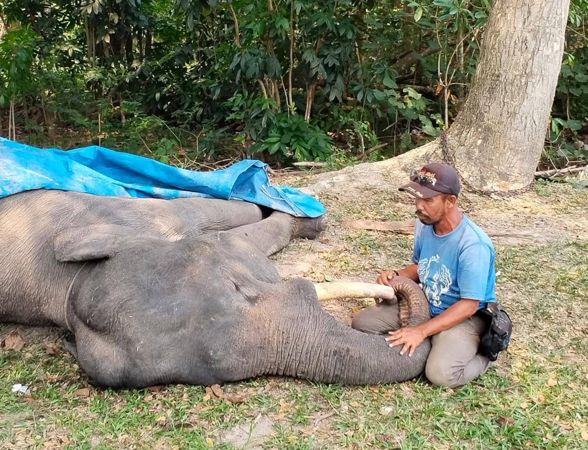 Sakit Infeksi Saluran Pencernaan, Gajah Jinak di PLG Minas Riau Mati