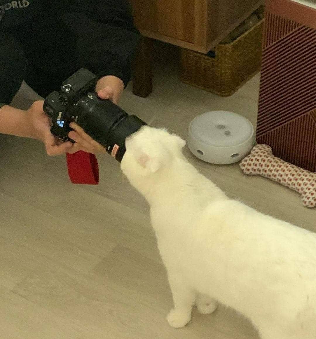 meme fotoin kucing