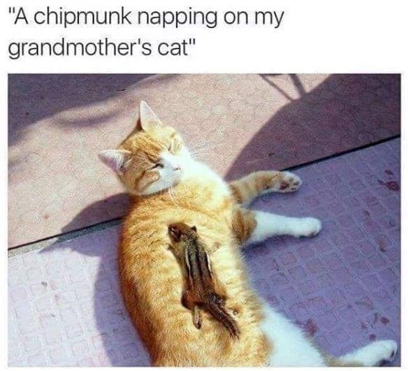 meme kucing tentang kenyamanan