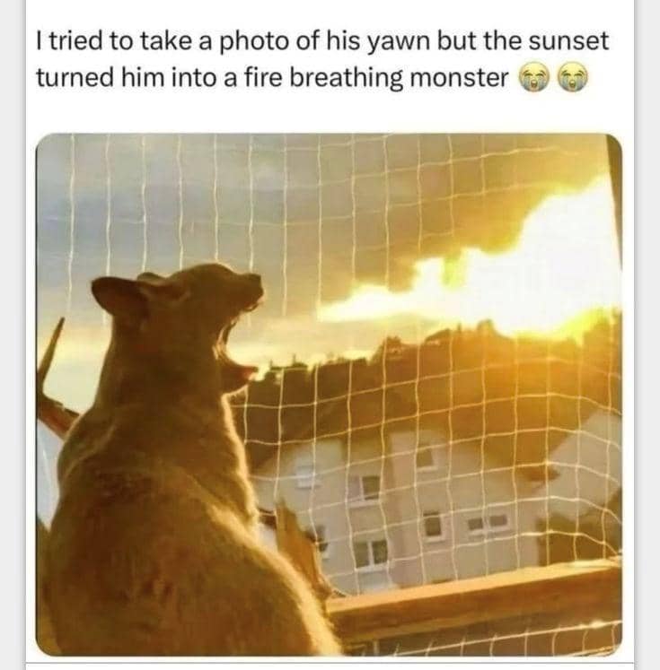 meme fotoin kucing