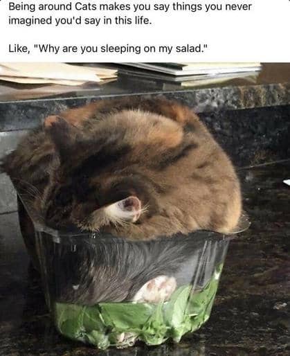 meme kucing tentang kenyamanan