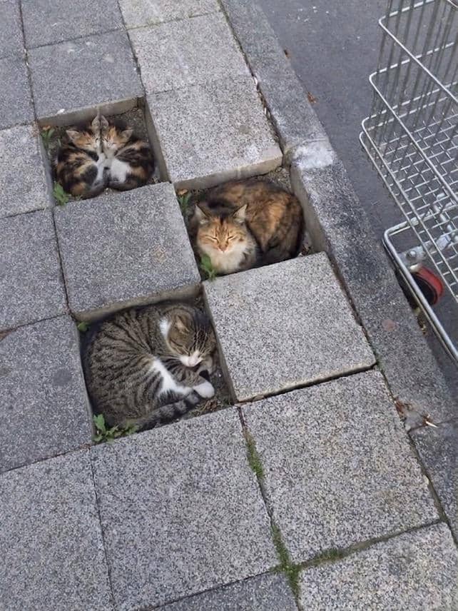 meme kucing tentang kenyamanan