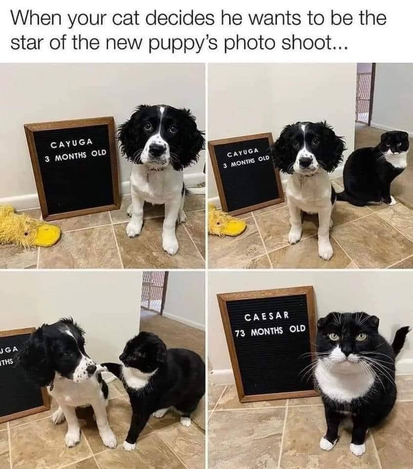 meme fotoin kucing