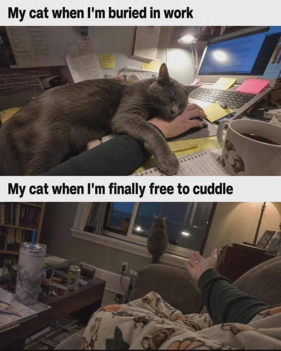 meme kucing tentang kenyamanan