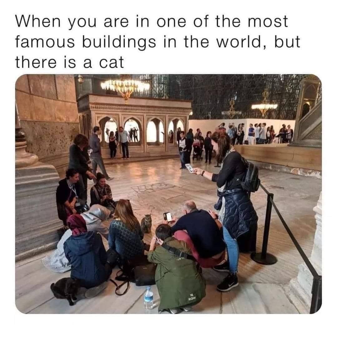 meme fotoin kucing