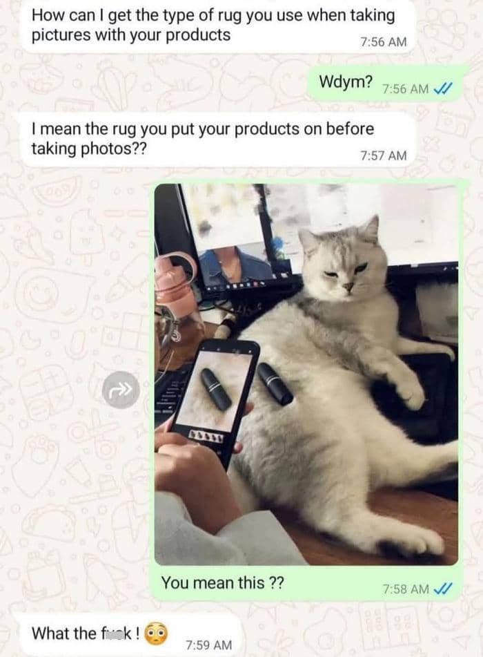 meme fotoin kucing