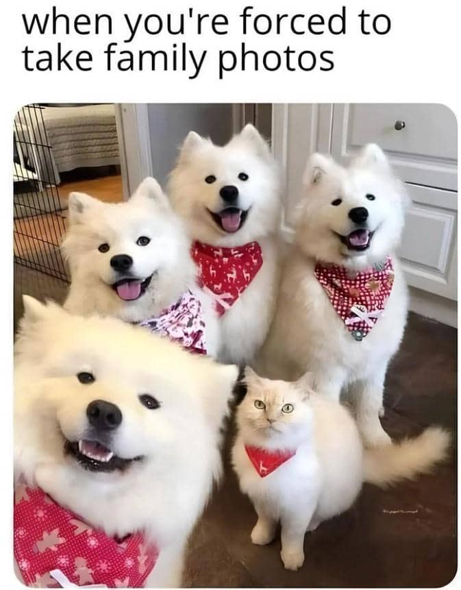 meme fotoin kucing