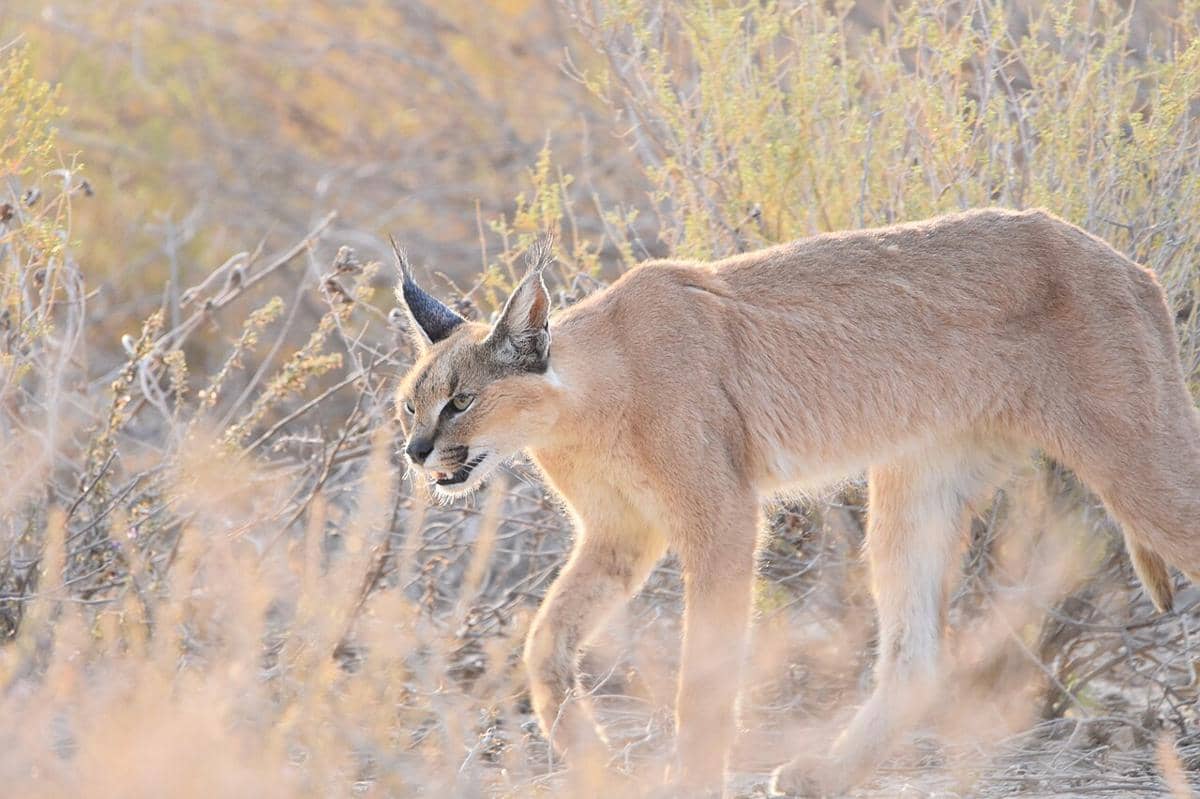 caracal