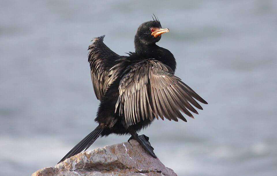5 Fakta Crowned Cormorant, Pecuk Bermahkota dari Pesisir Afrika
