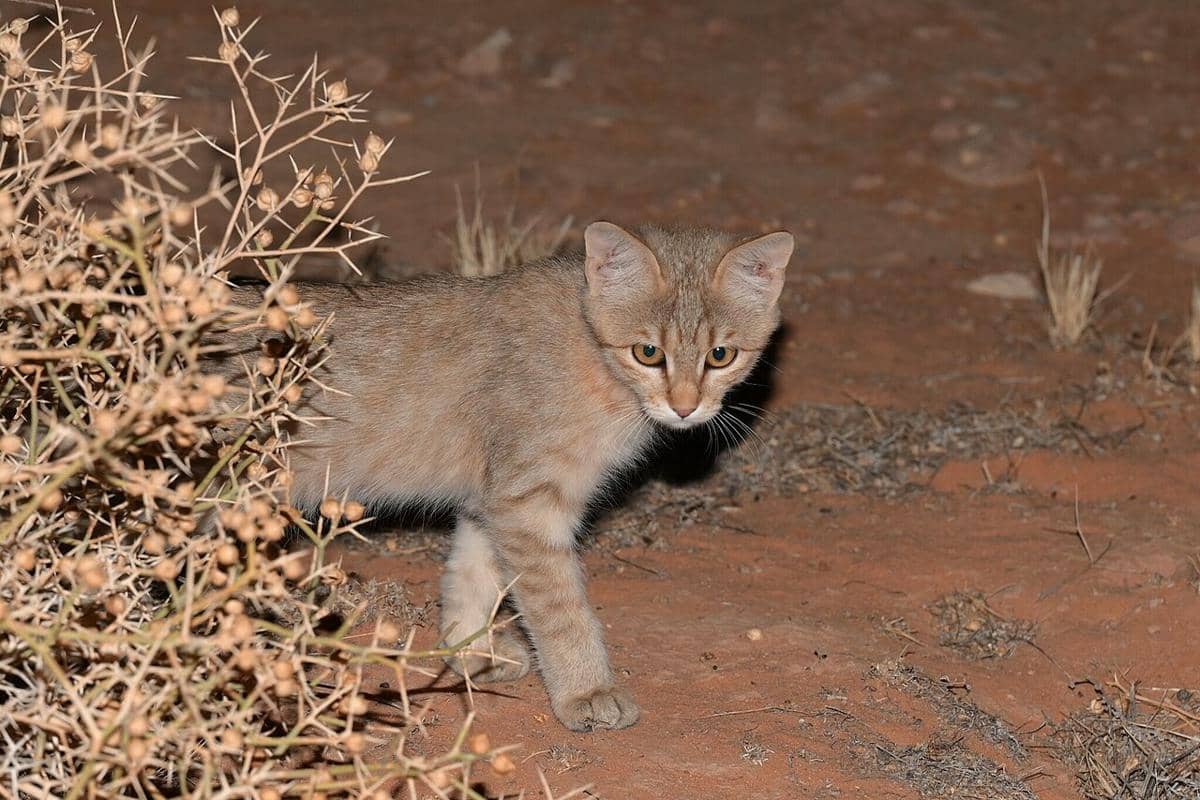 kucing liar afrika