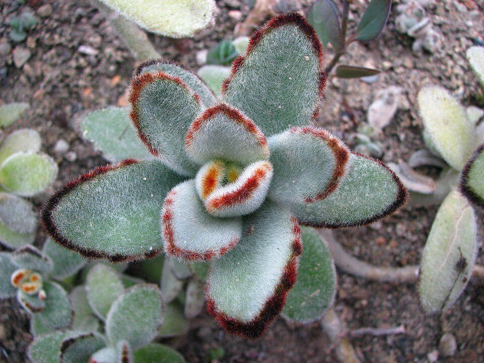 ilustrasi Kalanchoe tomentosa