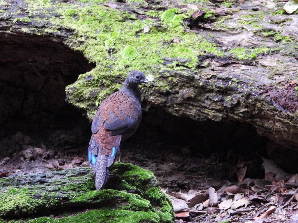 Burung Polyplectron inopinatum