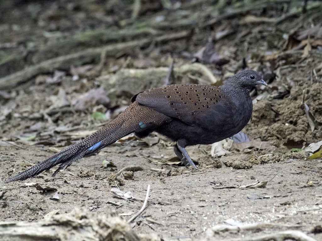 Burung Polyplectron inopinatum