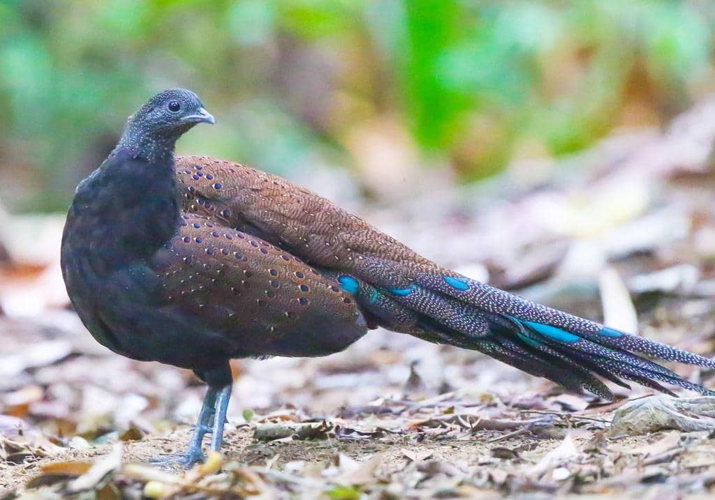 Burung Polyplectron inopinatum