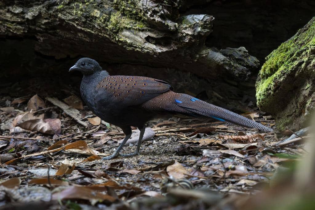 Burung Polyplectron inopinatum