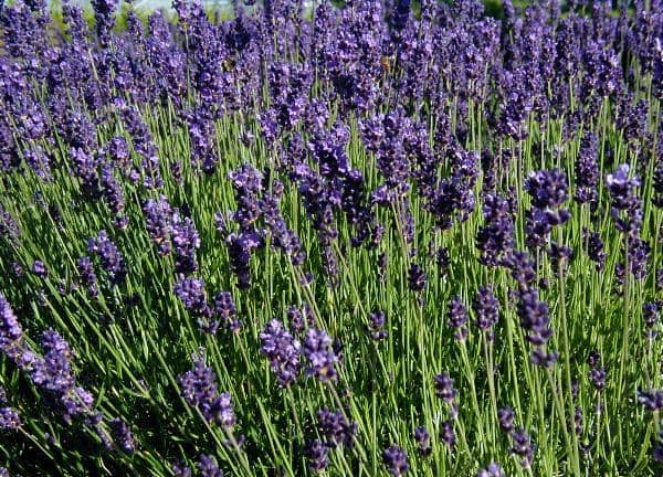 ilustrasi lavender inggris