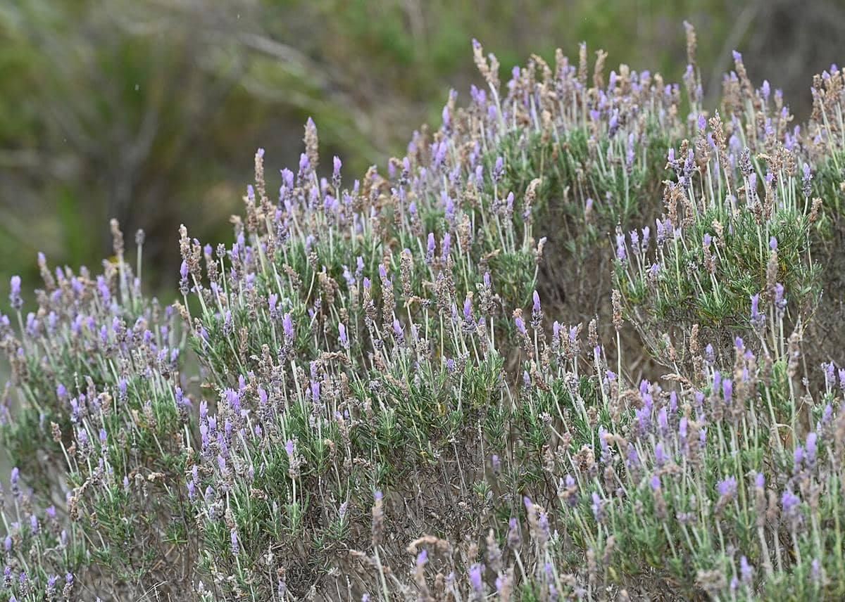 ilustrasi lavender prancis