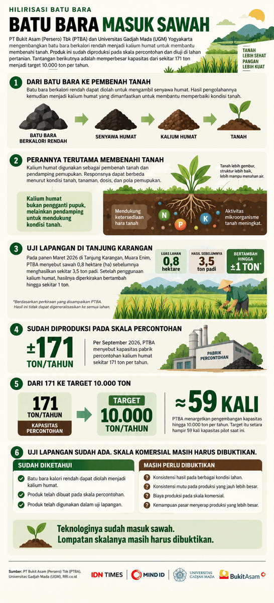 Infografik: Batu Bara Masuk Sawah (IDN Times/Dhana Kencana)