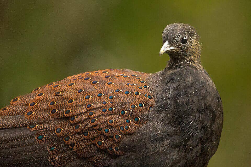 Burung Polyplectron inopinatum