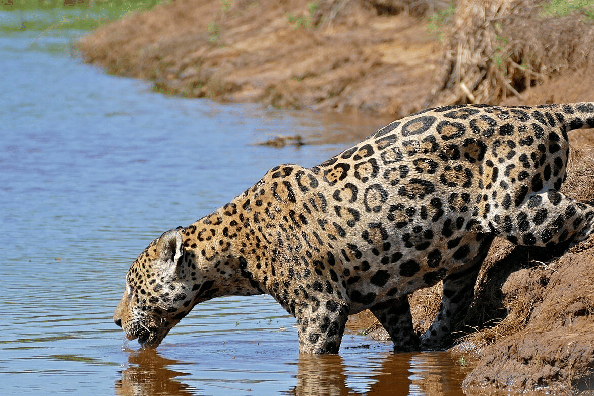 jaguar di air