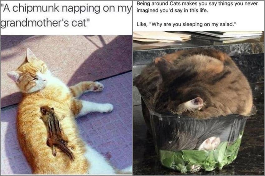 8 Meme Kucing tentang Kenyamanan, Tidur di Atas Salad?