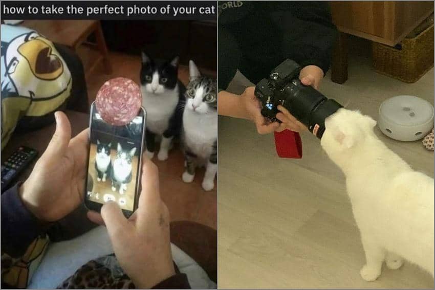 8 Meme Fotoin Kucing, Langsung Di Depan Muka Mereka Banget