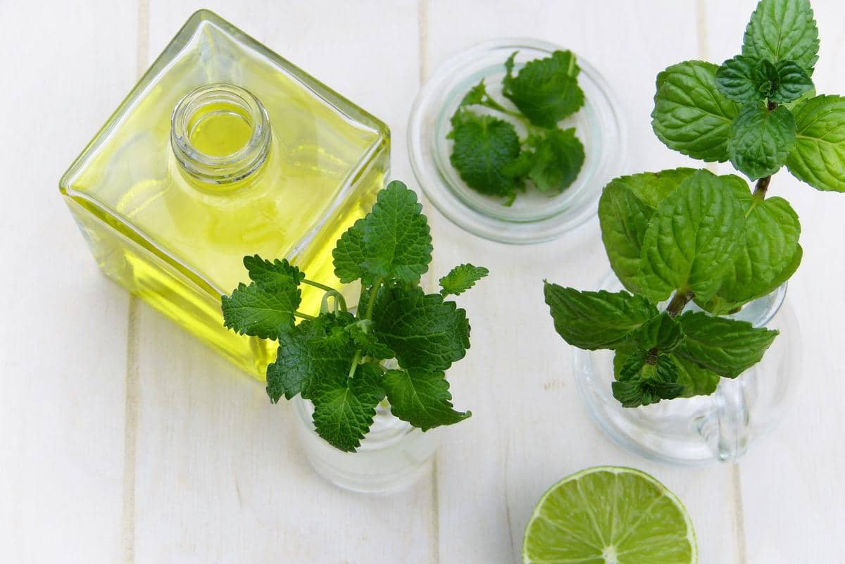 Ilustrasi peppermint oil. 