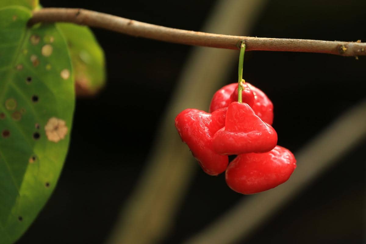 Buah jambu di pohon