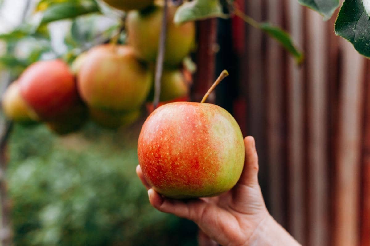 5 Cara Mengenali Buah yang Matang Alami dari Ciri Fisiknya