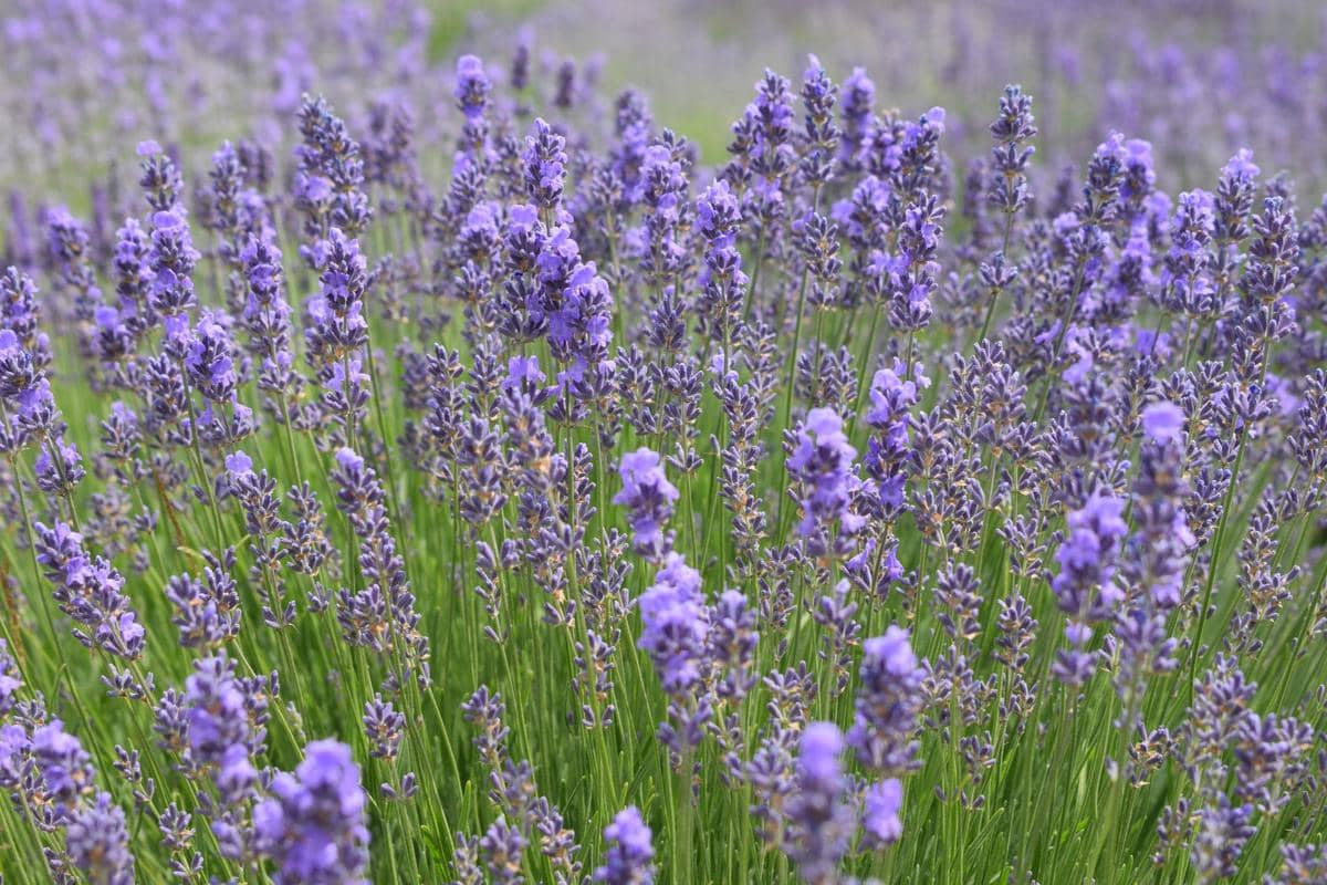 5 Jenis Tanaman Hias Lavender yang Bisa Kamu Koleksi