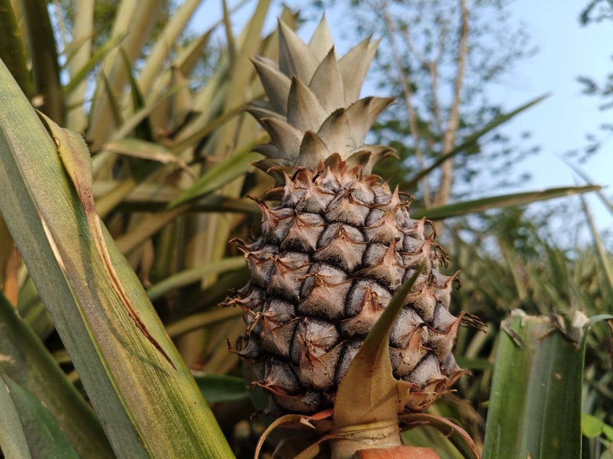 4 Tips Memilih Nanas Matang dari Warna, Aroma, dan Tekstur