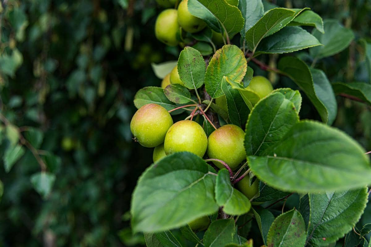 Buah apel di pohon