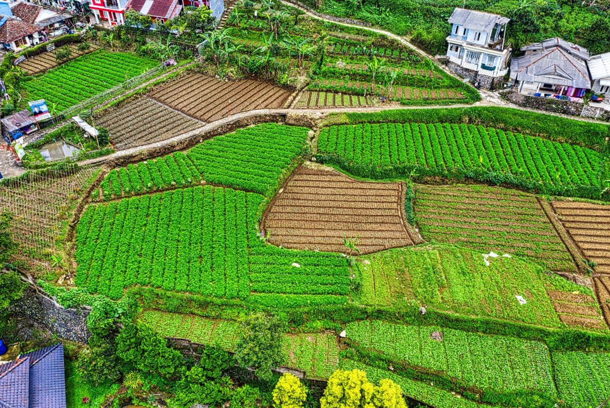 Pemandangan udara terasering perkebunan hijau bertingkat di lereng bukit yang bersisian dengan perumahan warga desa.