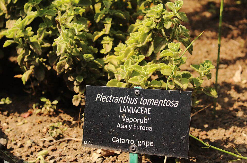 ilustrasi Plectranthus tomentosa