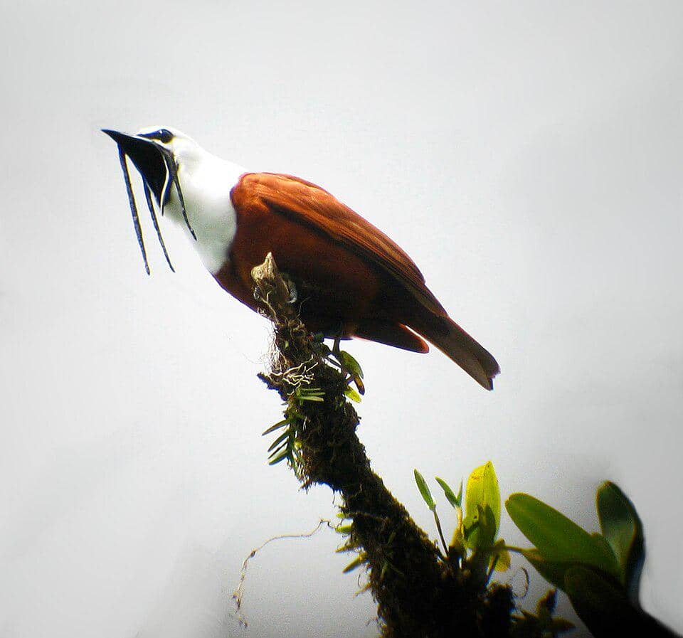 Burung lonceng tiga gelambir (Procnias tricarunculatus).