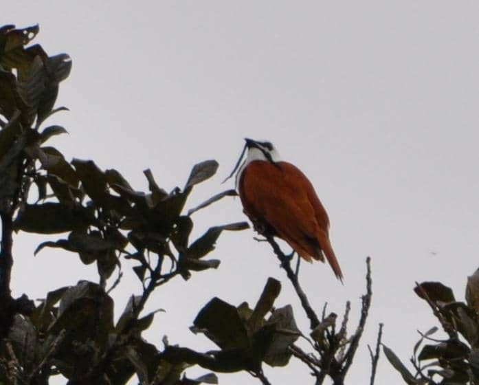 Burung lonceng tiga gelambir (Procnias tricarunculatus).