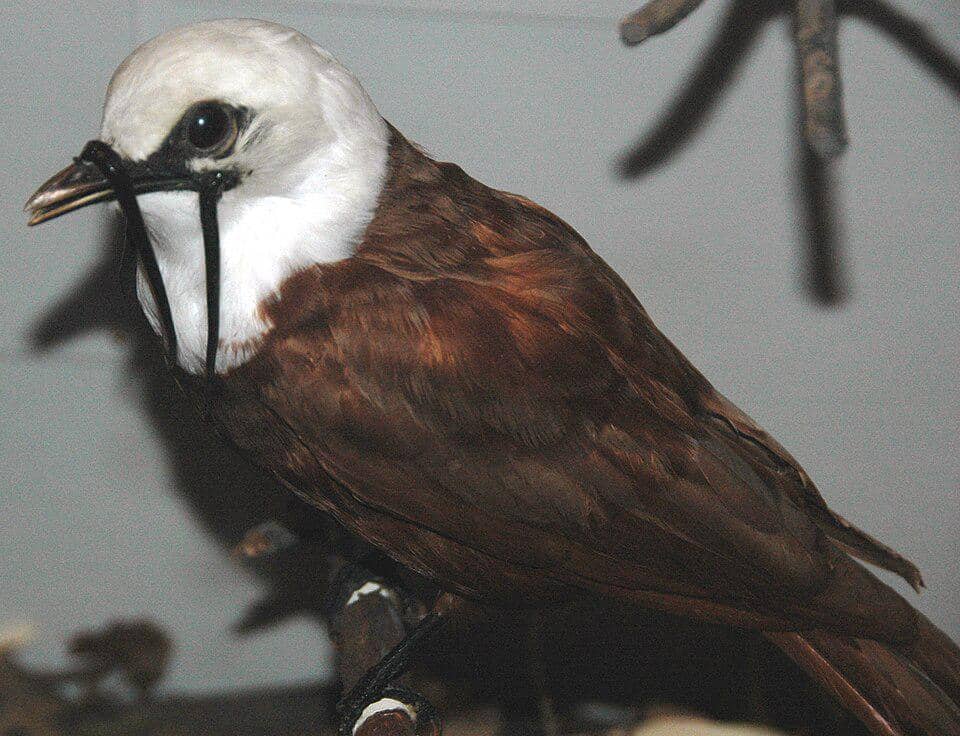 Burung lonceng tiga gelambir (Procnias tricarunculatus).