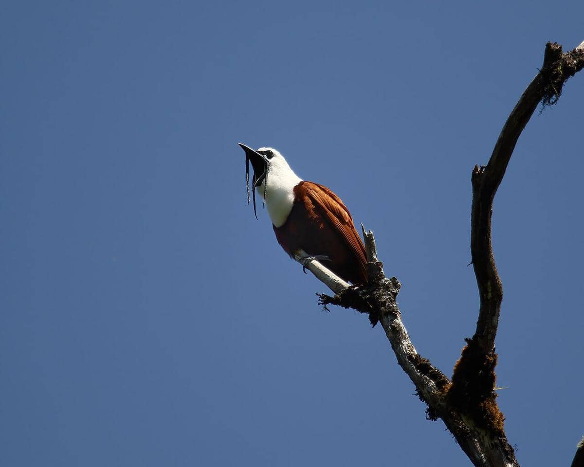 5 Fakta Burung Lonceng Tiga Gelambir, Burung Migran Amerika Tengah