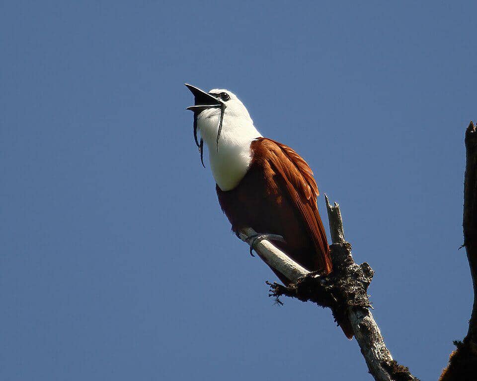 Burung lonceng tiga gelambir (Procnias tricarunculatus).
