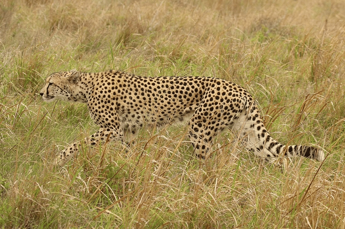cheetah