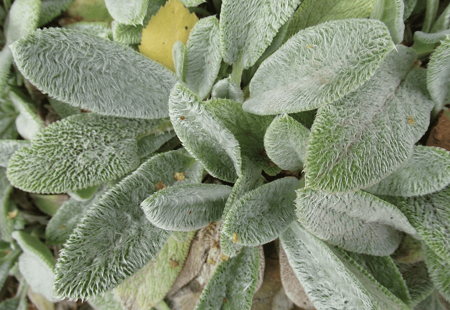 ilustrasi Stachys byzantina