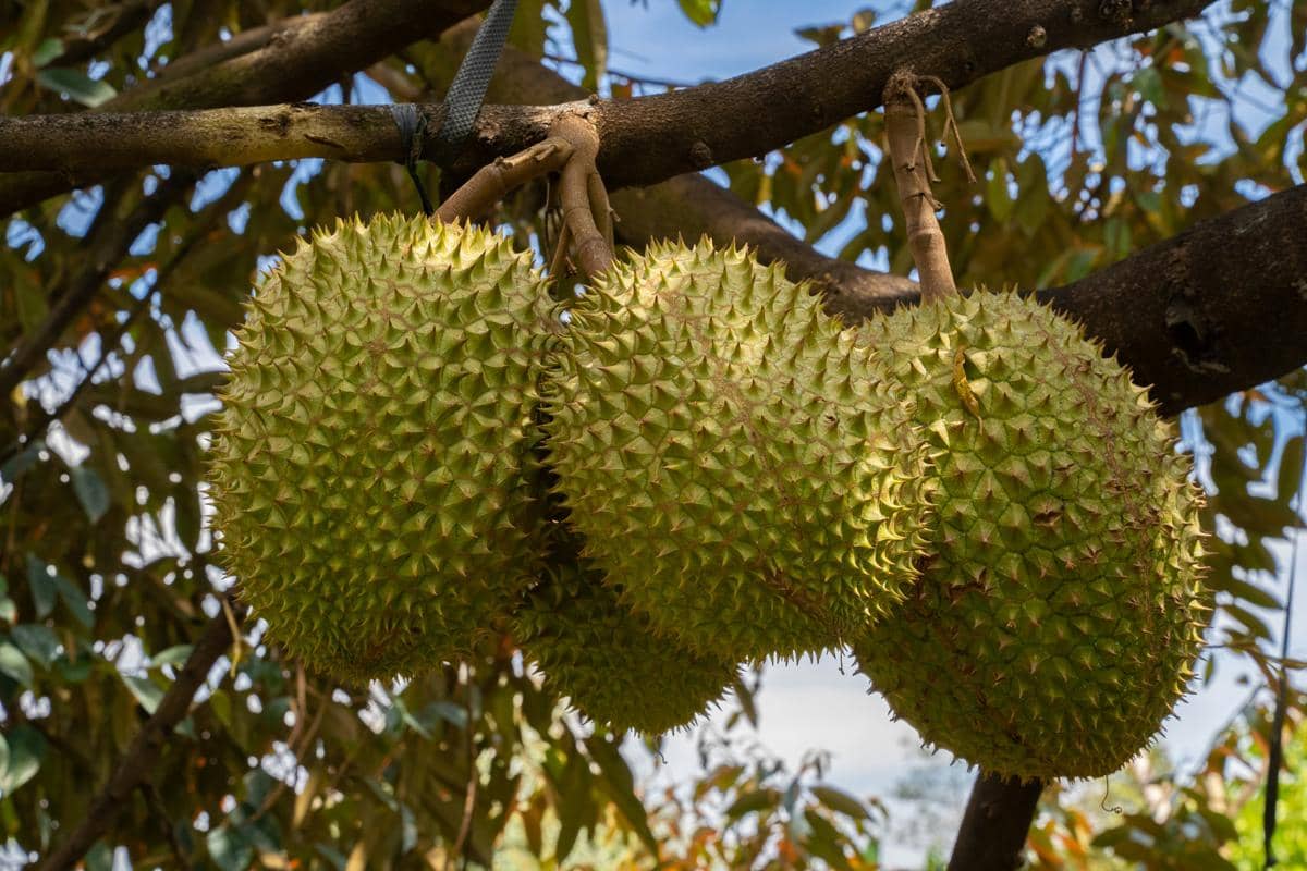 Buah durian