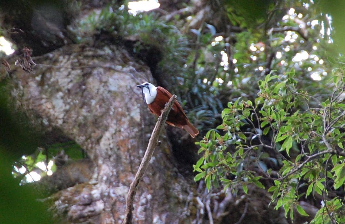 Burung lonceng tiga gelambir (Procnias tricarunculatus).