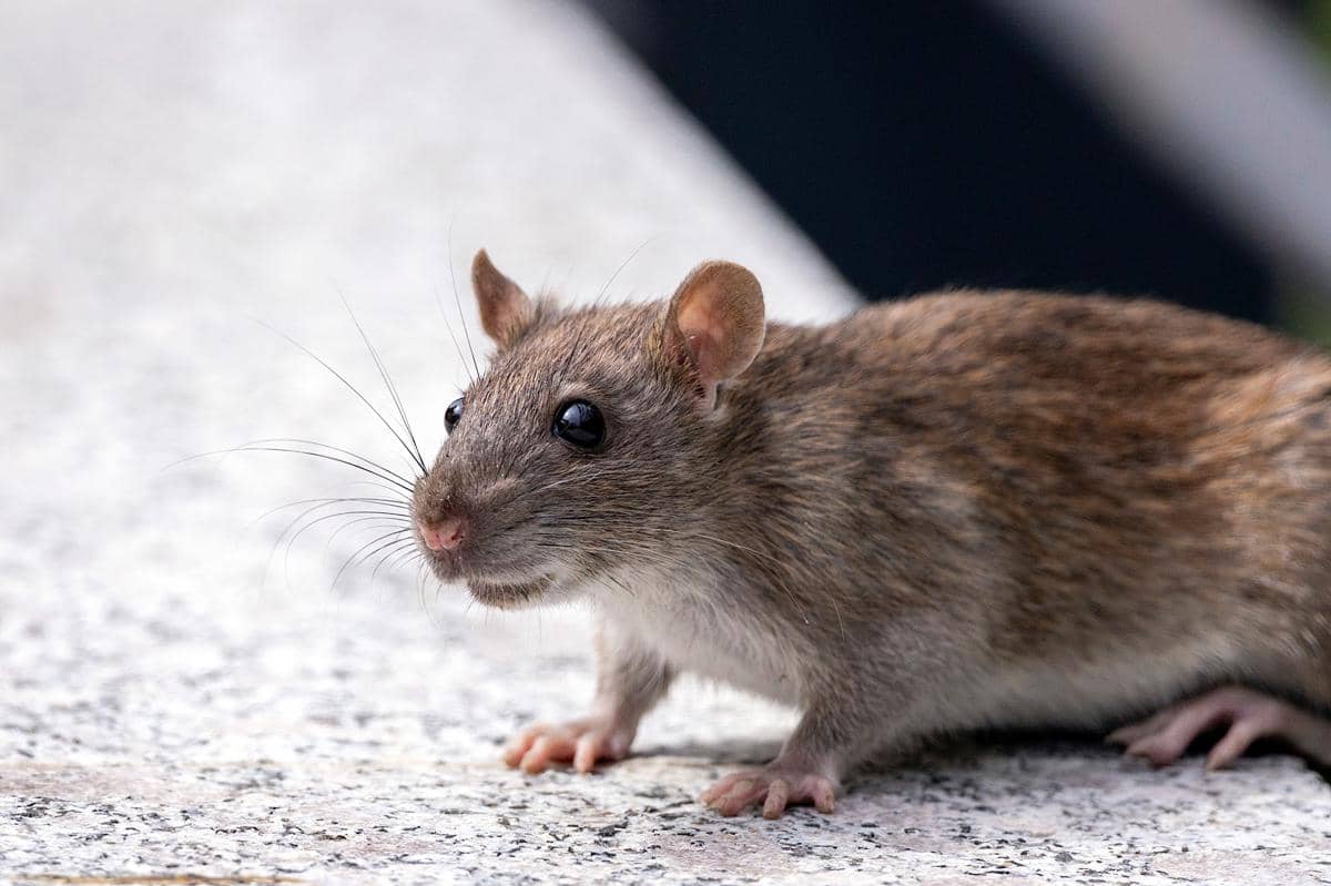 6 Cara Mengusir Tikus dari Kamar Tidur Tanpa Racun