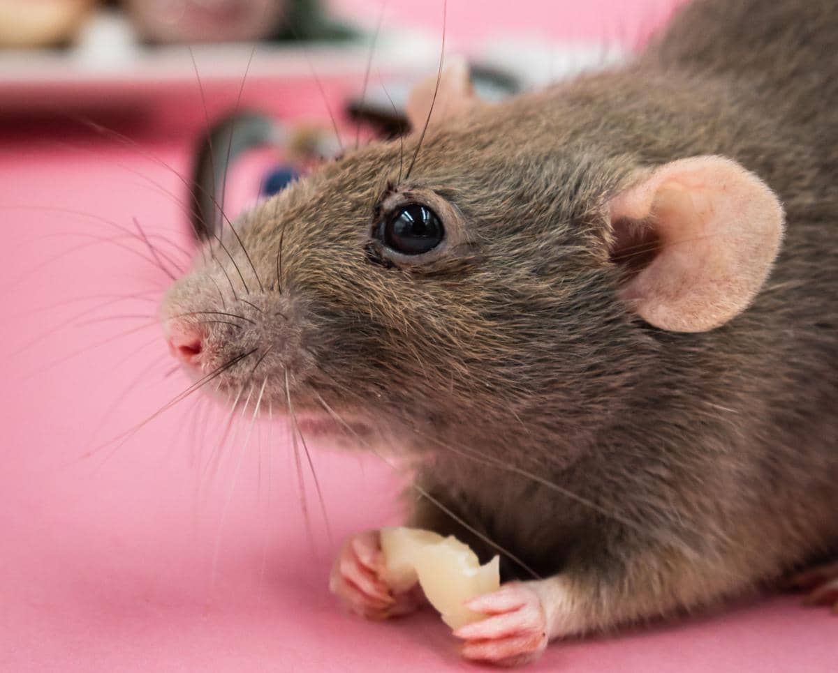Ilustrasi tikus sedang berada makan remah-remah di dalam rumah. 