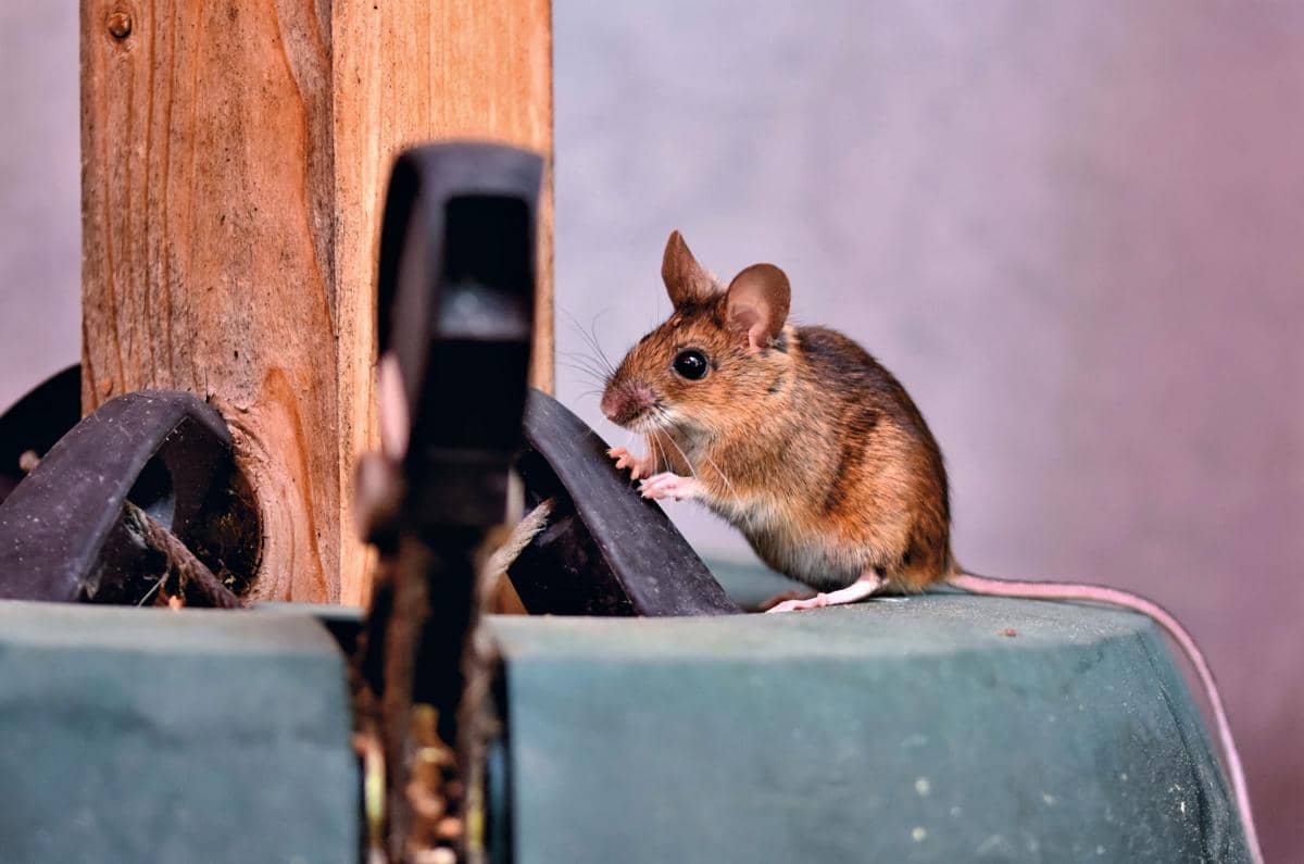 Ilustrasi tikus sedang berada di dalam rumah.
