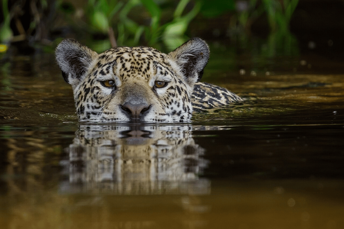jaguar berenang