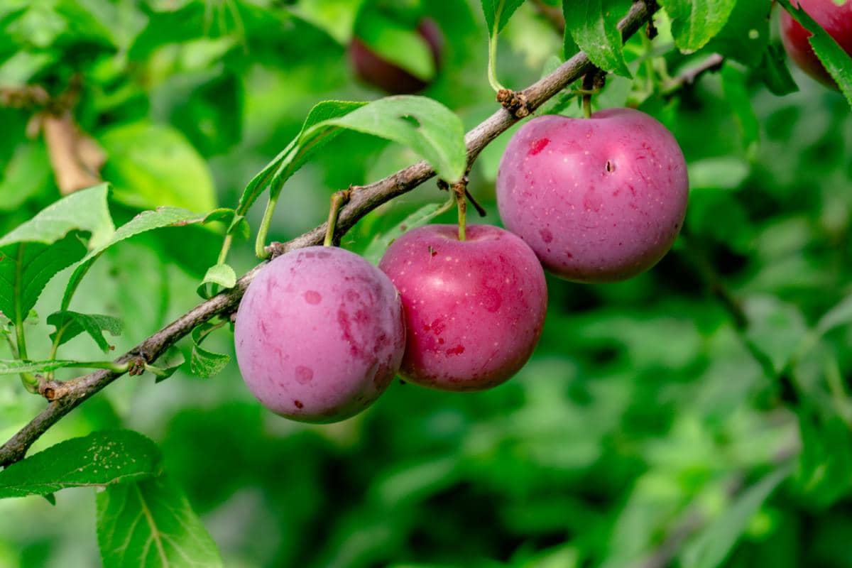 Buah apel di pohon
